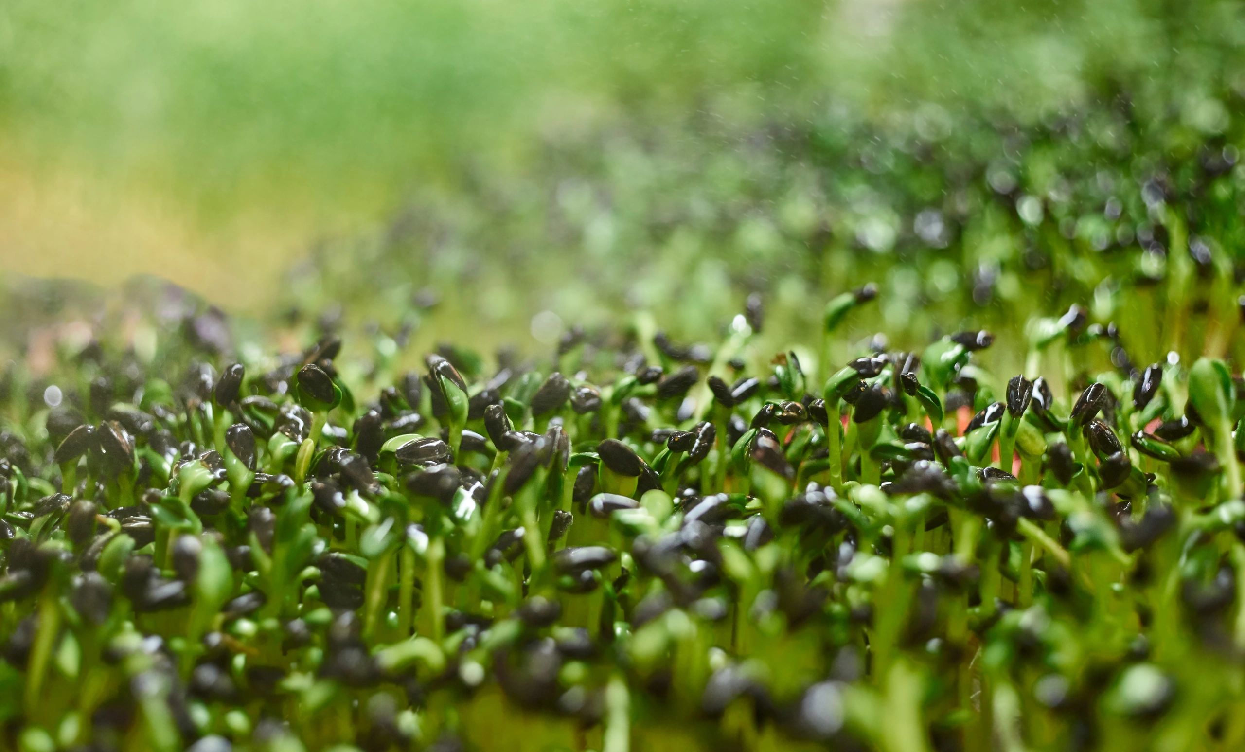 Close-up of sunflower microgreens in a greenhouse