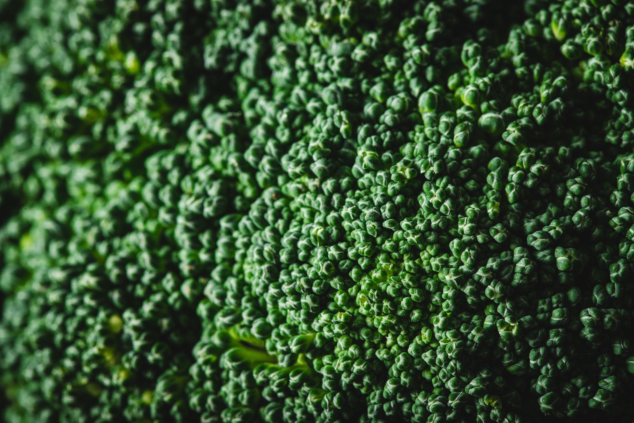 Fresh broccoli close-up representing broccoli microgreens