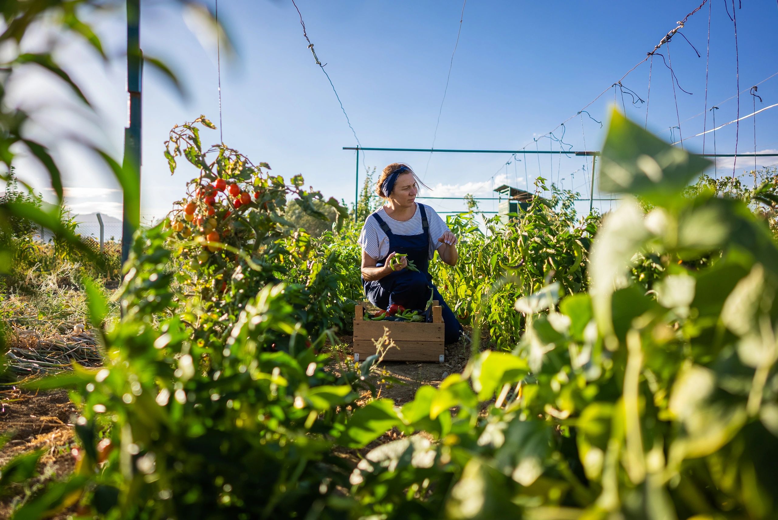 Grower harvesting fresh produce in a greenhouse