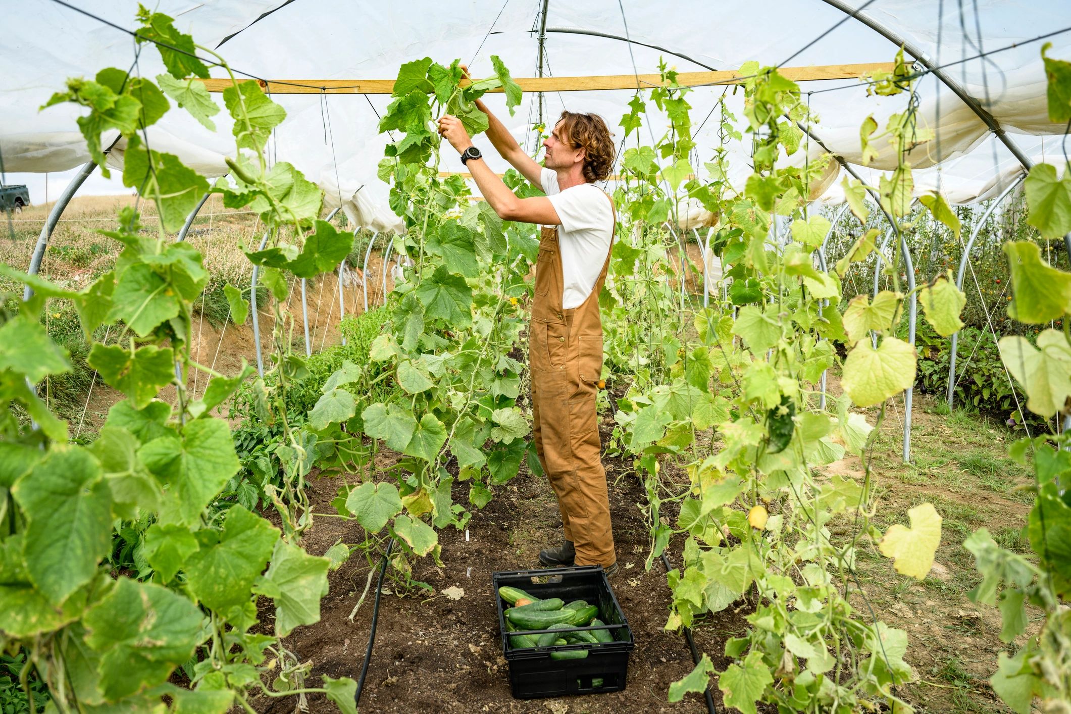 Farmworker tending crops inside a greenhouse tunnel