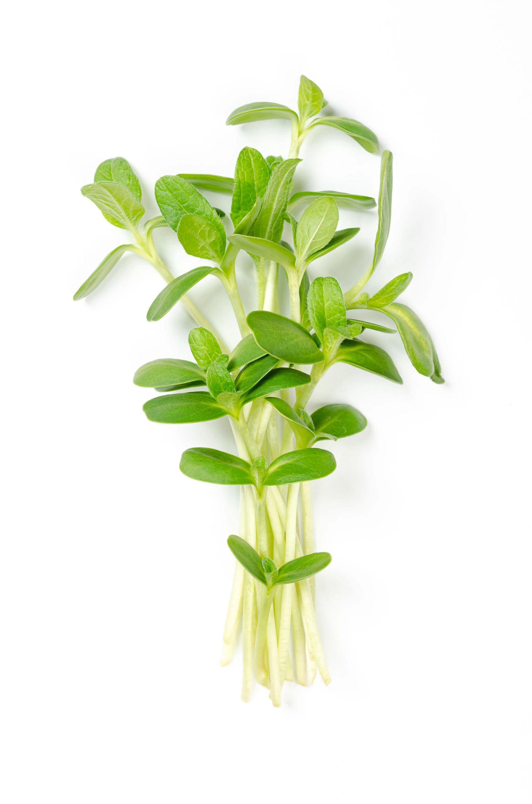 Sunflower shoots close-up