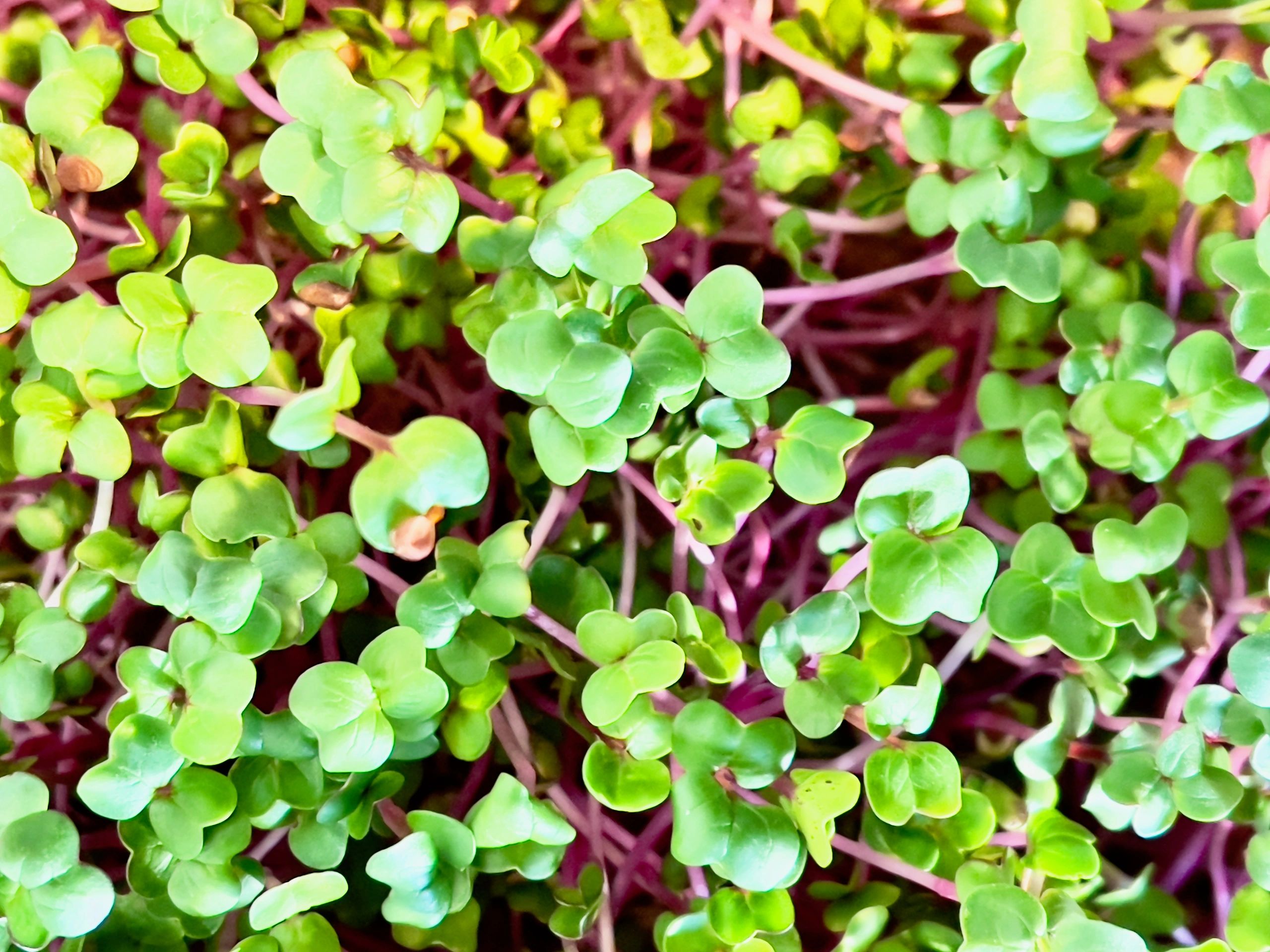 Assorted organic microgreens background