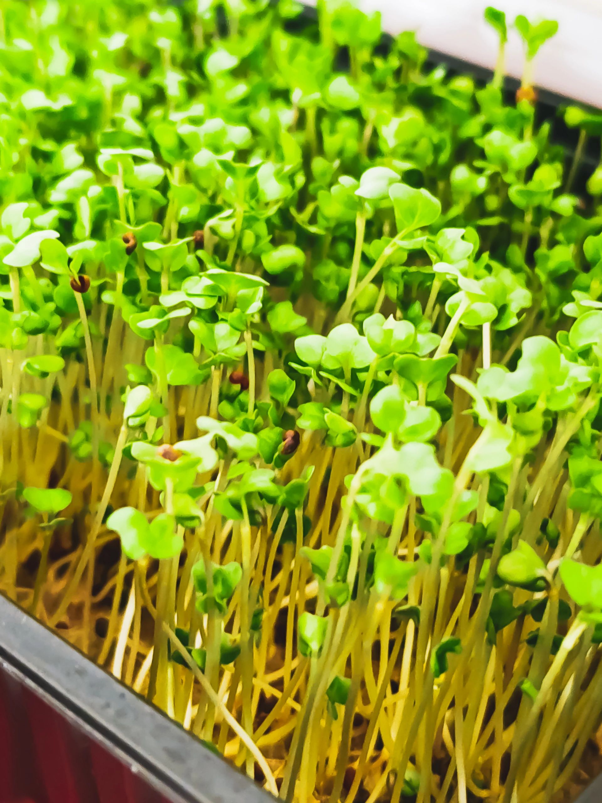Microgreens growing in a cultivation tray